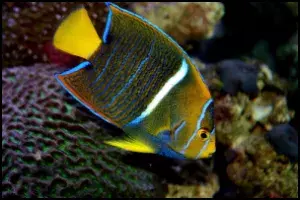 Passer Angelfish