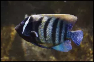 Six Bar Angelfish