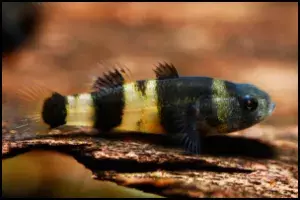 BumbleBee Goby