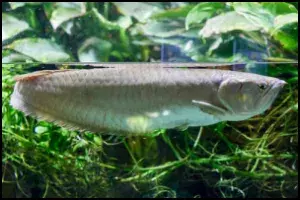 Silver Arowana