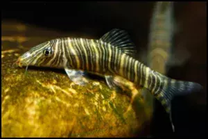 Zebra Loach