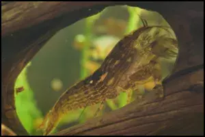 Flower Shrimp