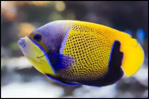 Blue Girdled Angel