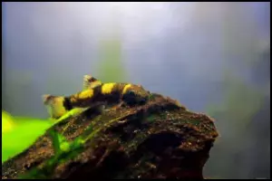 Panda Garra Feeding