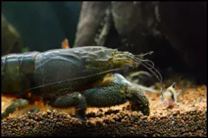 Vampire Shrimp close up