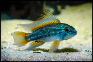 Apistogramma bitaeniata