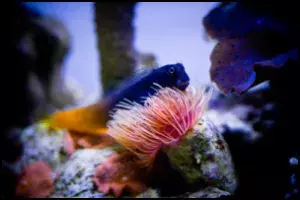 Bicolor Blenny