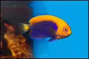 Flameback Angelfish