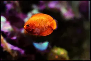 Golden Angelfish