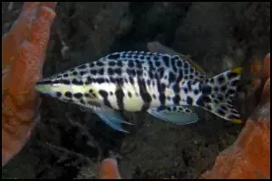 Harlequin Bass
