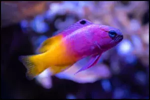 Royal Gramma Basslet