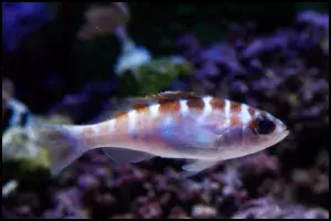 Chalk bass