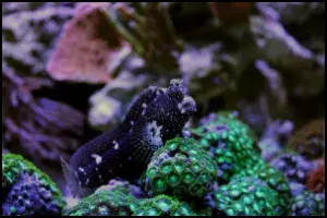 Starry Blenny