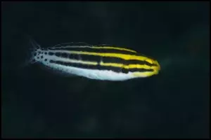 Striped Blenny