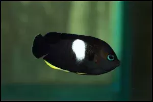 Tibicen Angelfish