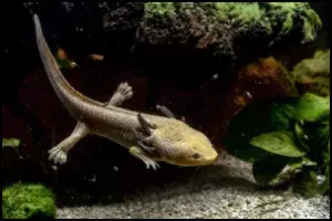 Axolotl