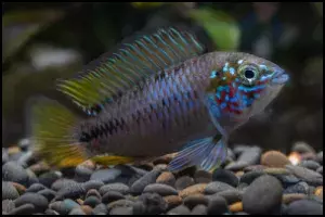 Apistogramma borellii - Male