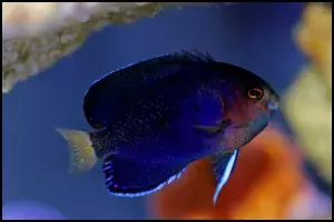 Pygmy Yellowtail Angelfish