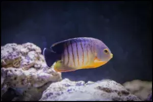Eibli Angelfish