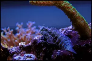 Lawnmower blenny
