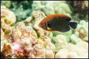 Potter Angelfish