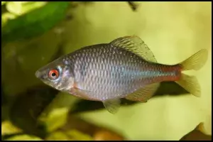 Rhodeus amarus