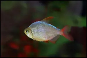 hyphessobrycon ecuadoriensis