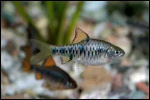 Checkered Barb