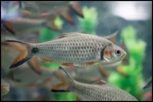 Red Cheek Barb