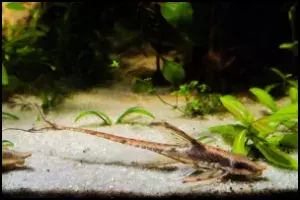 Sturisoma panamense