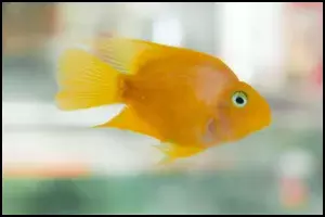 Yellow Parrot Fish