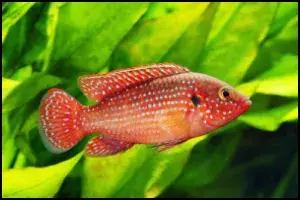 Hemichromis bimaculatus