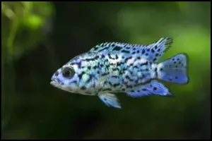 Rocio octofasciata
