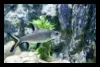 Bala Shark