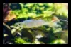 Threadfin Rainbow