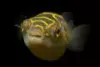 Figure 8 Puffer