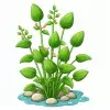 Aquarium Plants
